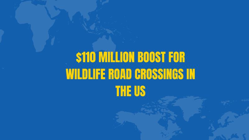 $110 Million Boost for Wildlife Road Crossings in the US