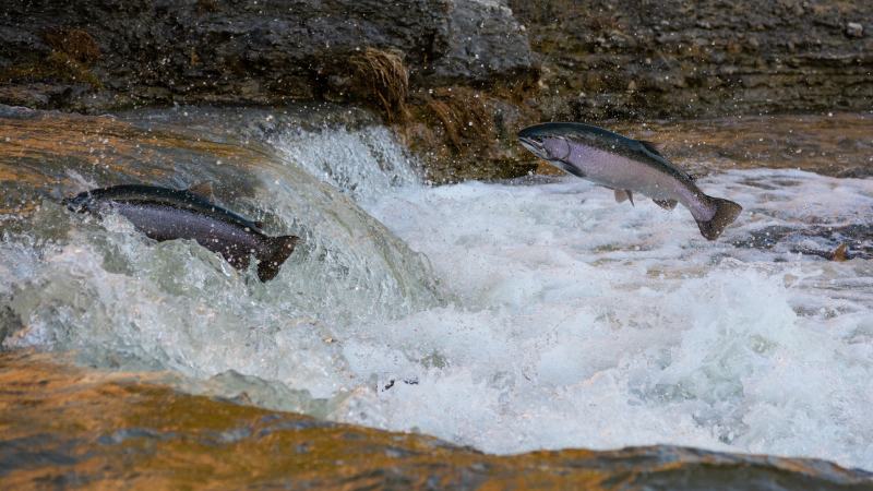 San Jose's Remarkable Salmon Recovery After Decade of Cleanup