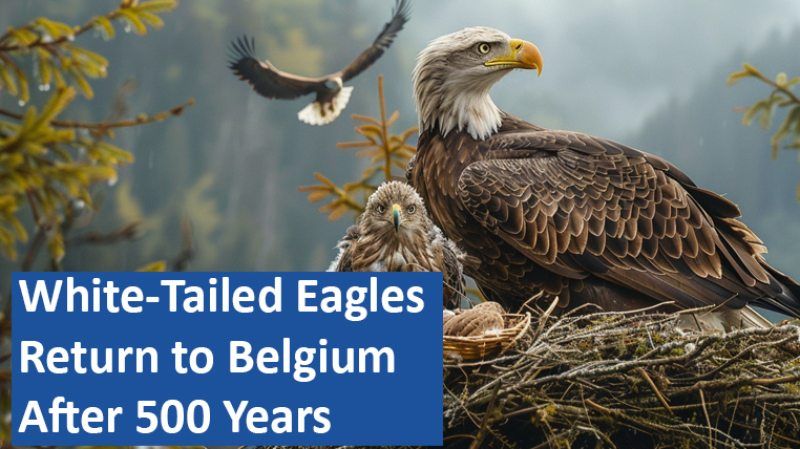 White-Tailed Eagles Return to Belgium After 500 Years