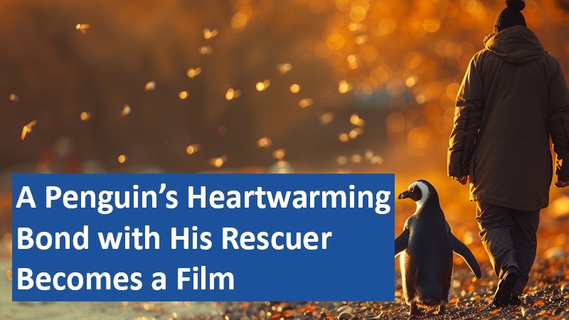 A Penguin’s Heartwarming Bond with His Rescuer Becomes a Film