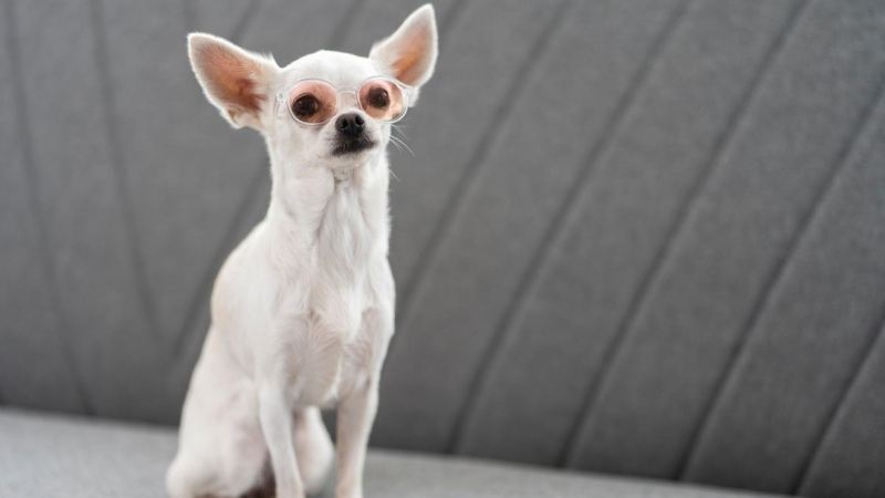 Mini Menaces: Expert Warns Dog Owners of the Increasing Legal Risks of Small Dog Bites