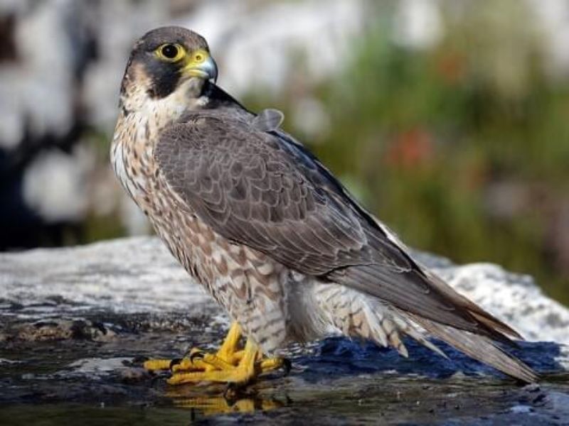 Discover The Top 10 Fastest Birds With Birdfy's New Feature-Falcon 