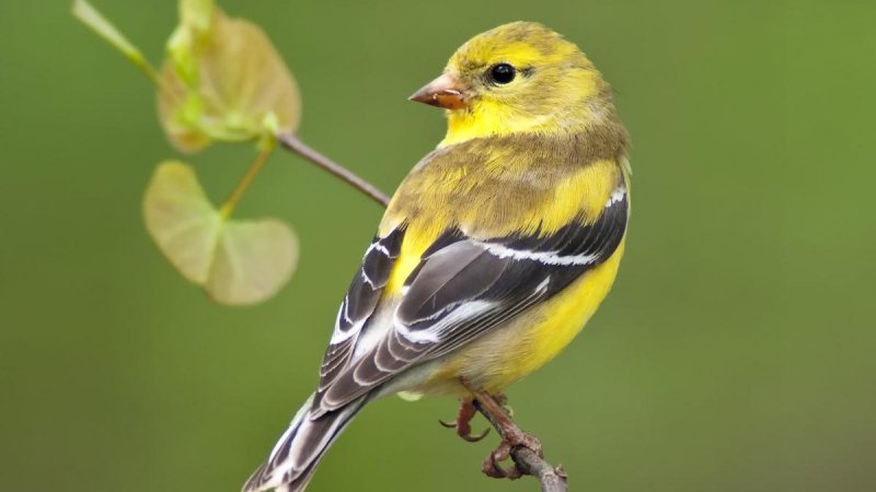 Experience Goldfinch Spiritual Meaning Like Never Before With Birdfy Bird Feeder Camera Features