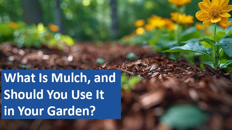 What Is Mulch, and Should You Use It in Your Garden?