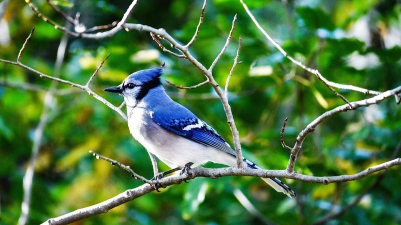 10 Fascinating Facts About The Blue Jay Bird