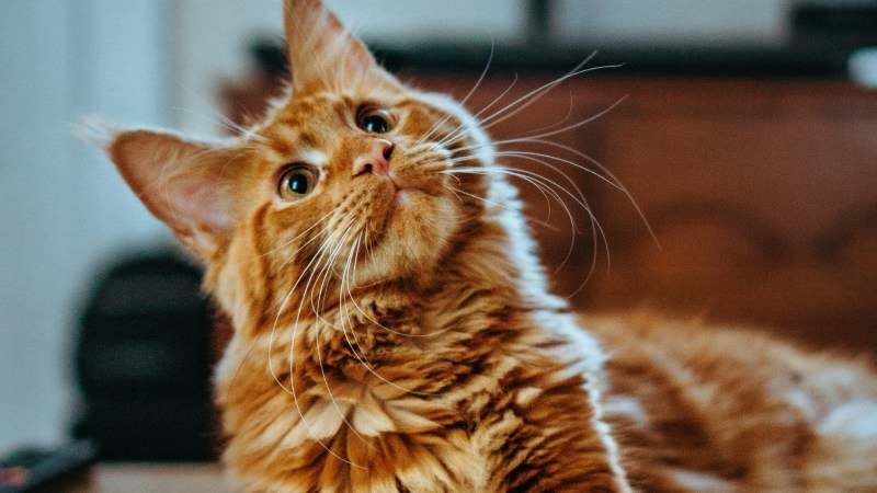 Can Cat Allergy Shots Help You Keep Your Furry Friend?