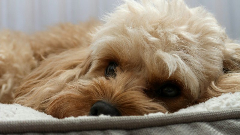 How Long Do Doodle Breeds Live? Lifespan Insights for Golden Doodles, Bernedoodles, and Cavapoos