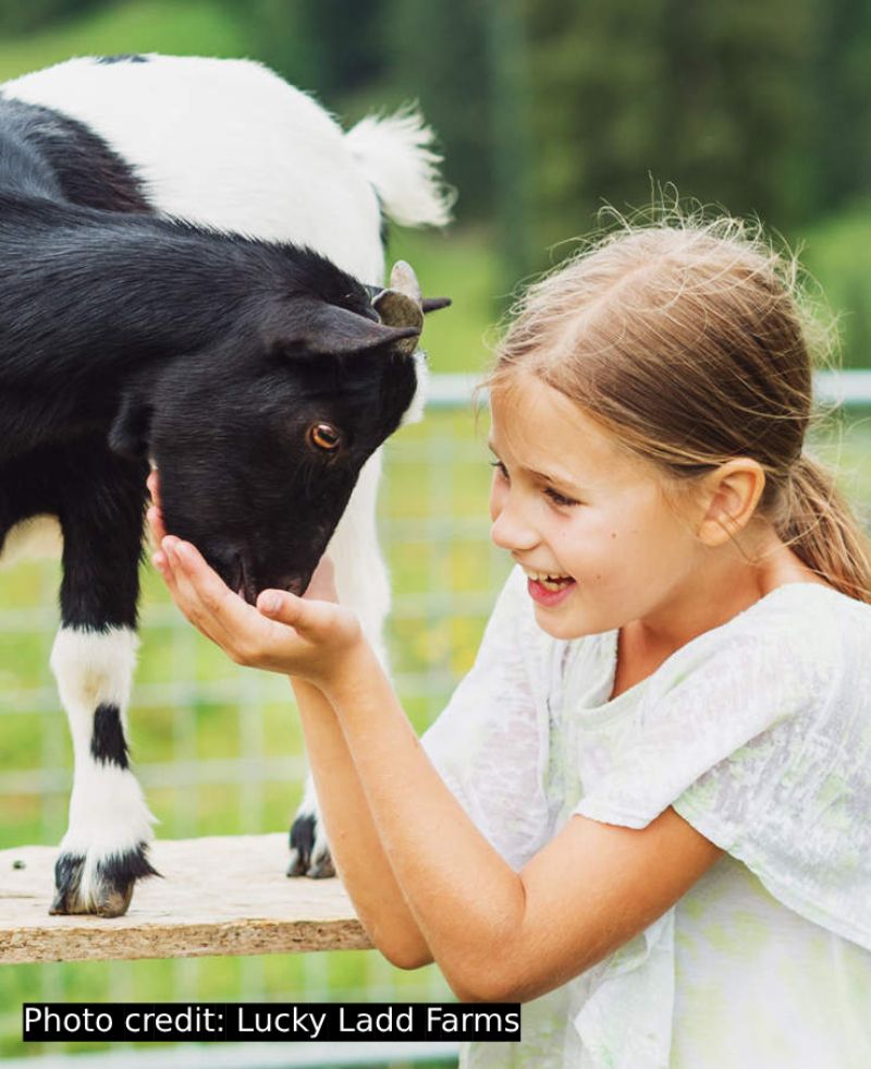 Animal Encounters: Best places for animal-loving kids in and around Nashville - Lucky Ladd Farms