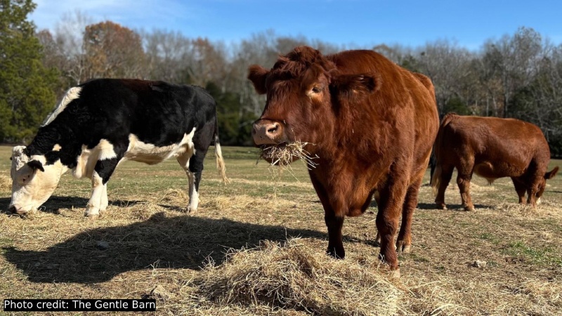 Animal Encounters: Best places for animal-loving kids in and around Nashville