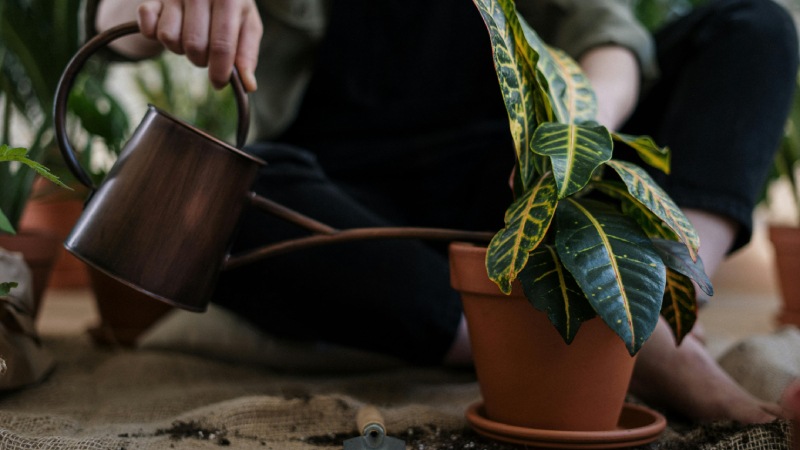 Greener Indoors: Exploring the Surge in Indoor Plant Popularity and Its Impacts on Our Well-Being