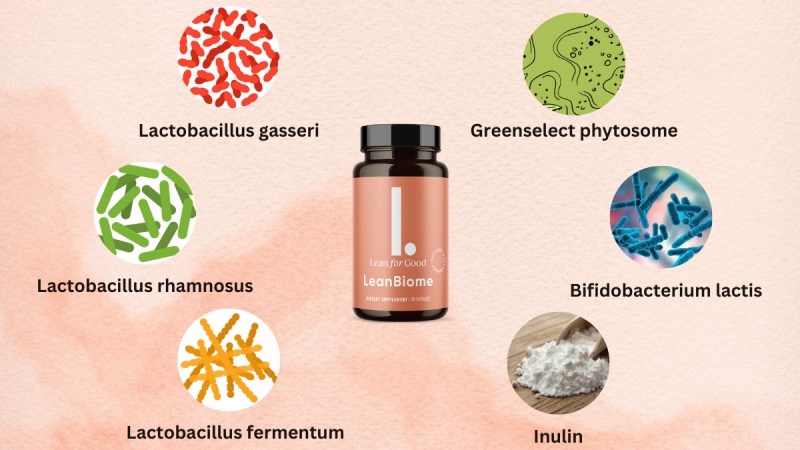 Key Ingredients Used In LeanBiome