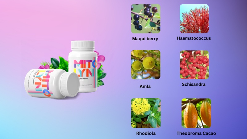 What Are The Ingredients Used In Mitolyn?