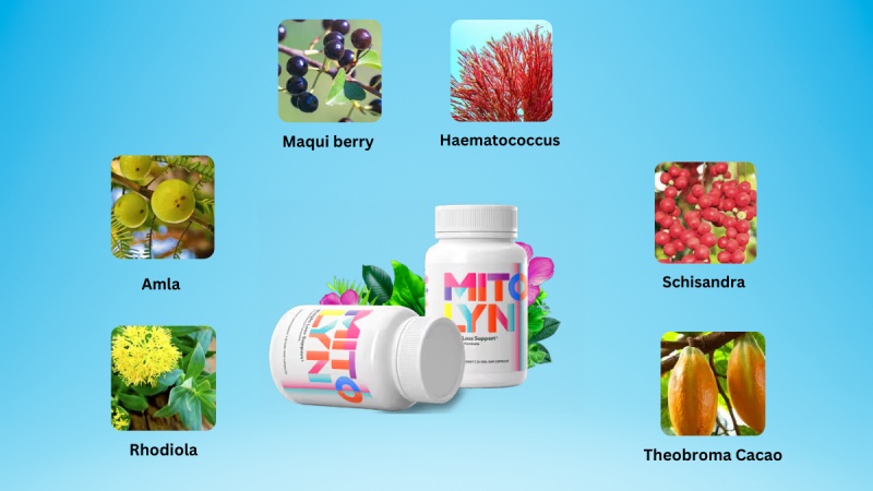 Mitolyn Ingredients And Its Benefits