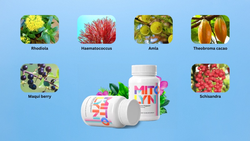 Mitolyn Ingredients And Its Benefits