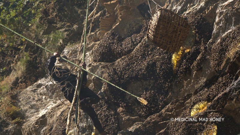 The Ancient Tradition of Gurung Honey Hunters in Nepal